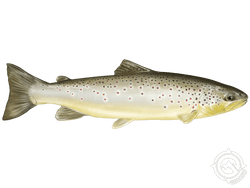 Brown Trout